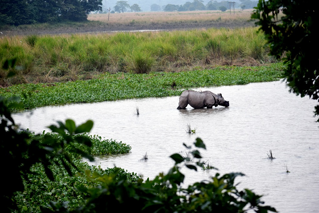 Kaziranga is best known for its one-horned rhino population, an animal critically dependent on wallowing in wetlands to control its body temperature [image by: Chandan Kumar Duarah]