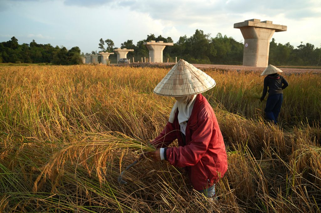 farmer harvesting rice on outskirts of Vientiane. 
