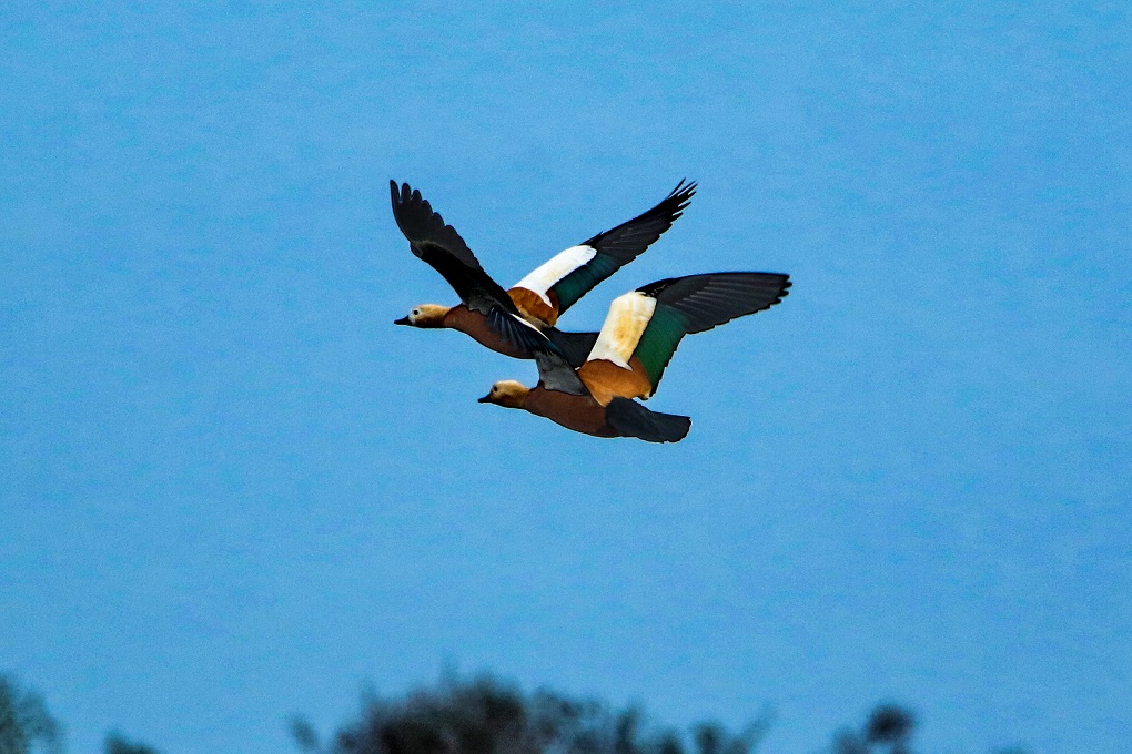 Ruddy shelduck in flight at Jagdishpur Lake