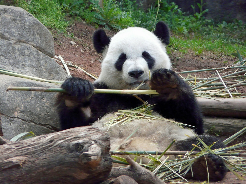 Giant Panda in China eating bamboo