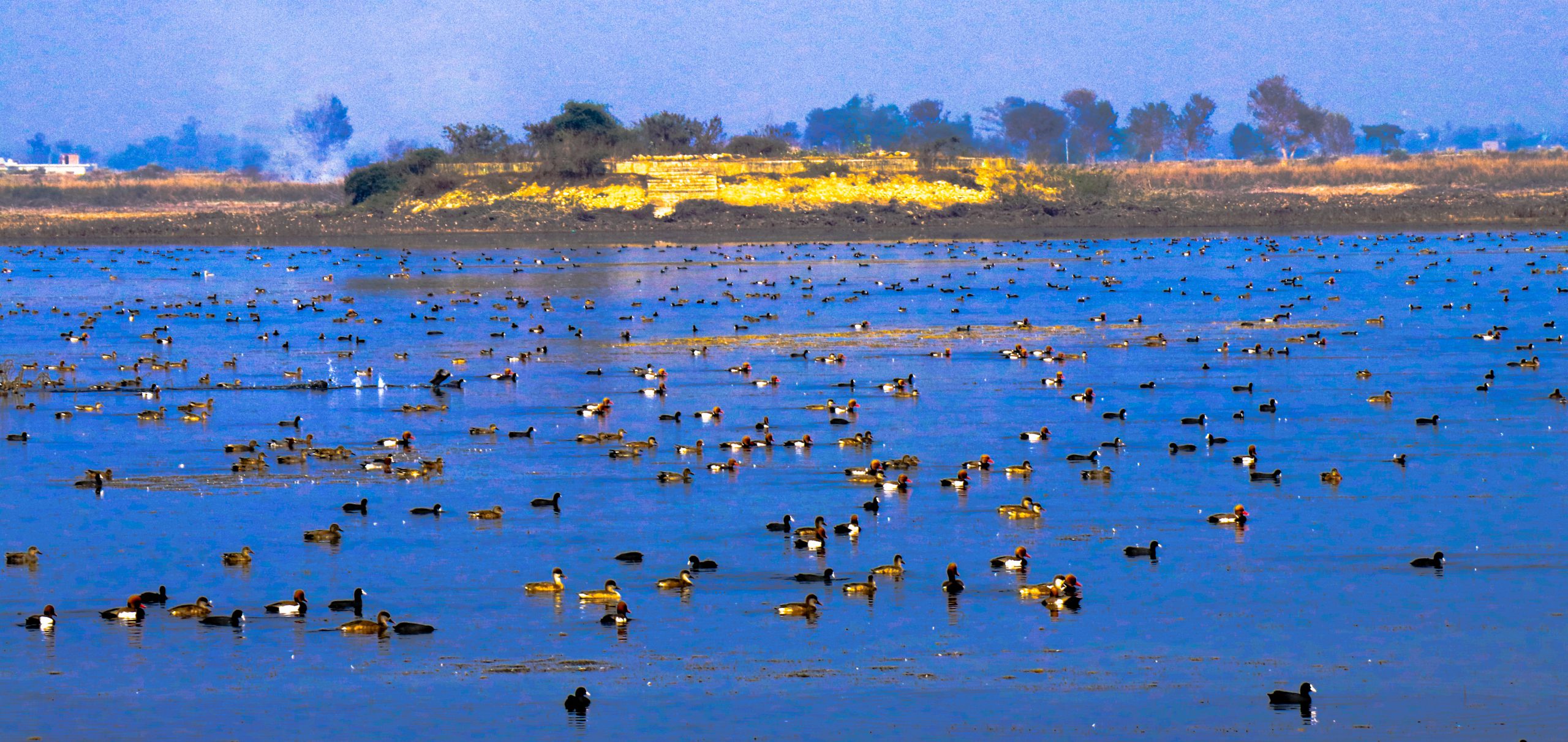 Jagdishpur lake in Nepal, full of birds [image by: Manoj Paudel]