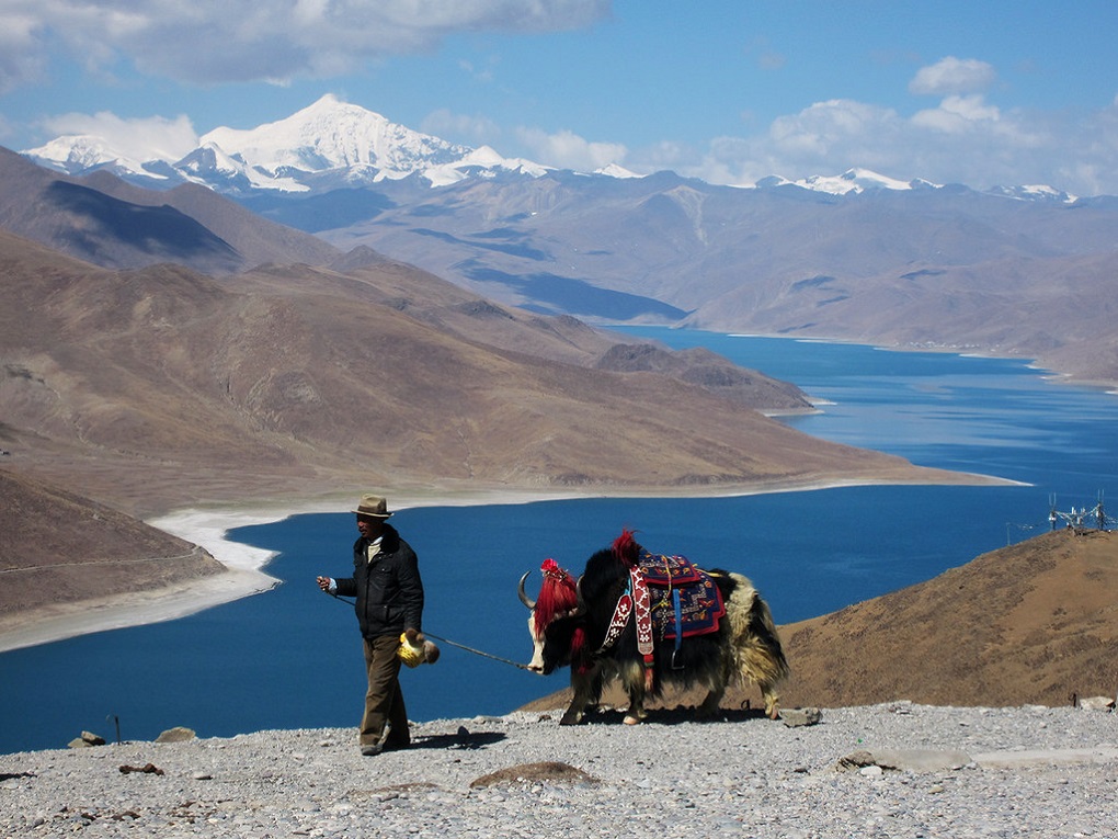 Tibet man walking with his yak alongside Yamdrok lake