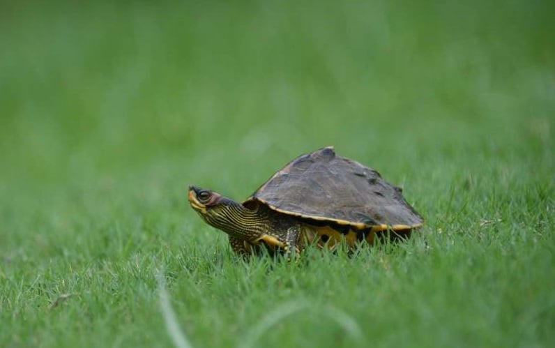 brown roofed turtle 