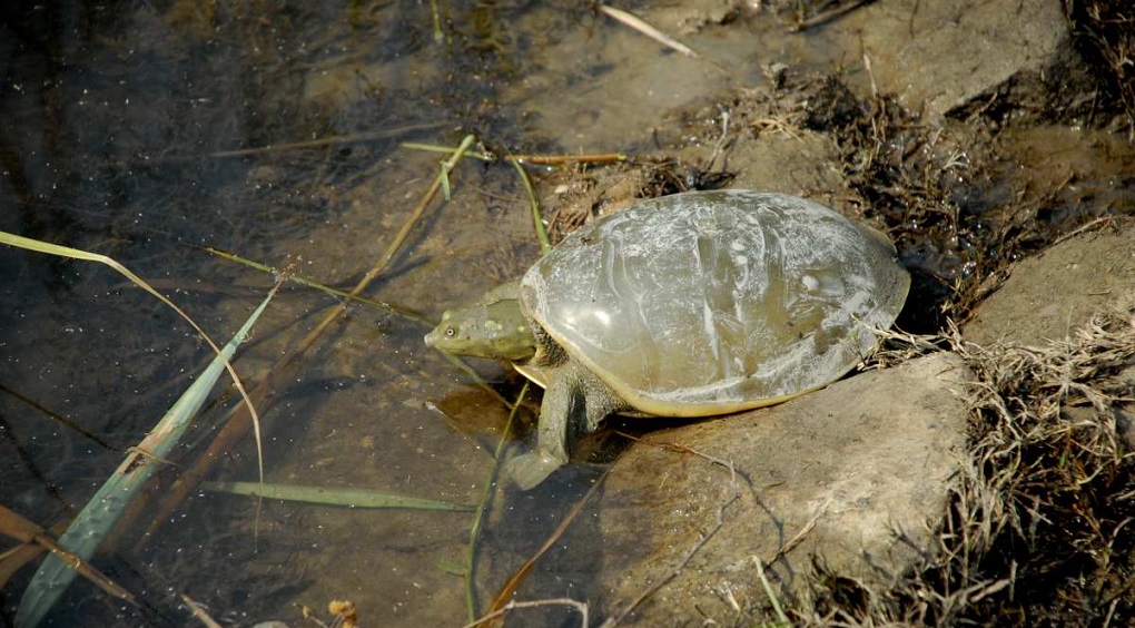 indian flapshell turtle 