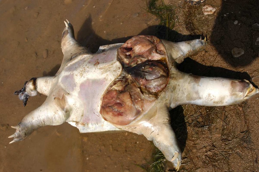 An Indian softshell turtle (nilssonia gangetica) killed at the National Chambal Sanctuary [image by: Faiyaz Khudsar]. Underside is ripped open, showing internal organs.