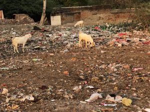 rubbish in Ganga Phoolwariya, Varanasi,