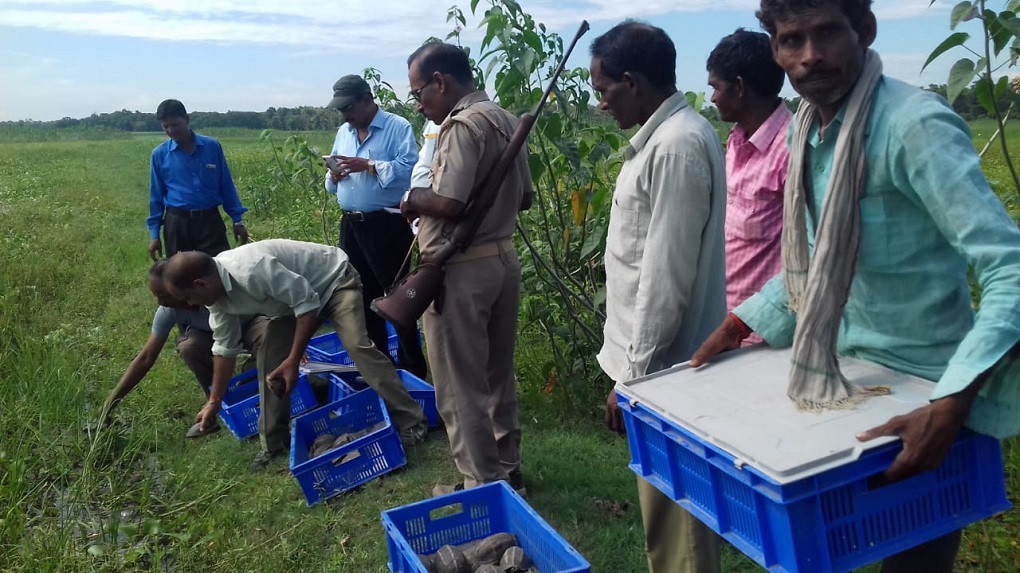 six men releasing Tricarinate hill turtle and spotted pond turtles rescued from illegal trade consignment in Sitapur [image by: Uttar Pradesh Forest Department]