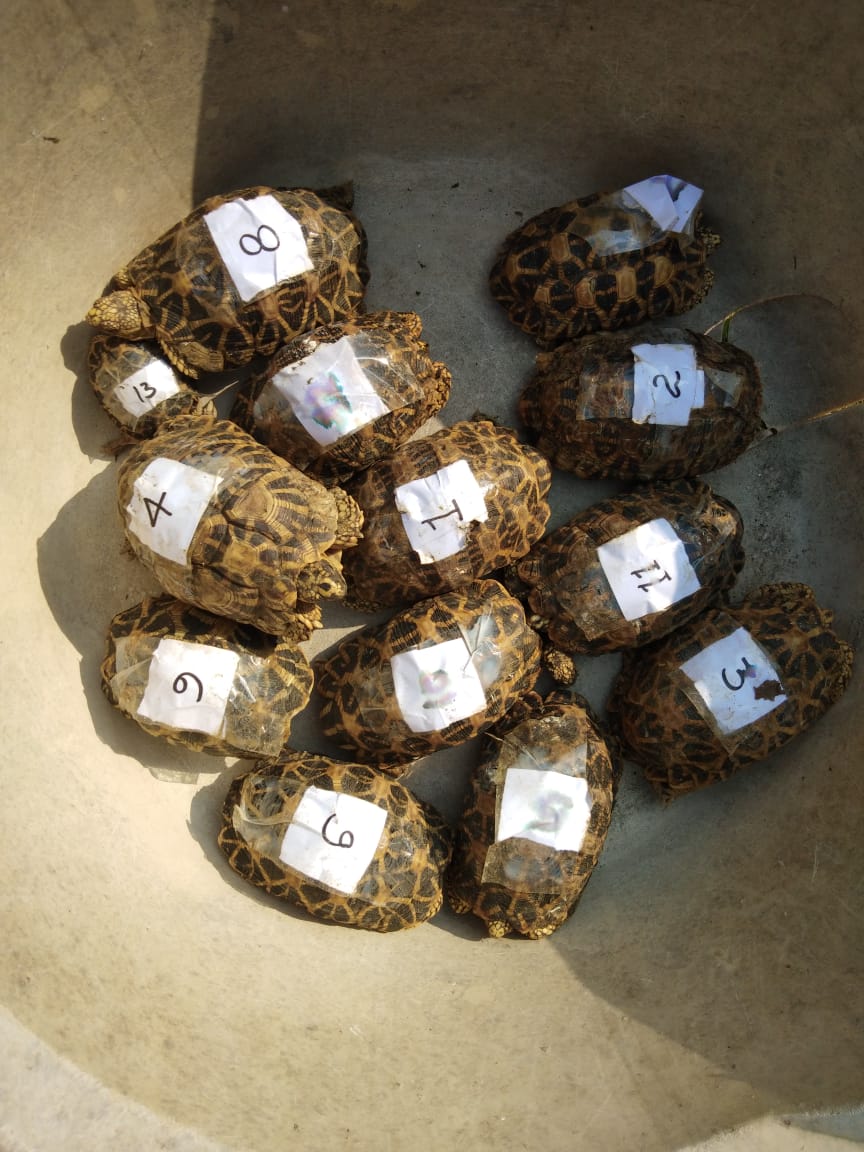 a batch of thirteen numbered star shelled tortoises rescued from poachers