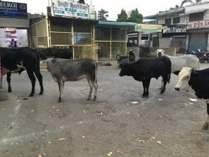 <p>Cows wandering the streets of Gorakhpur in UP, where the current Chief Minister was the MP from 1998 to 2017 [image by: Suboor Ahmad]</p>