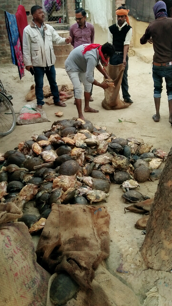 turtle poaching police raid showing a heap of lissemy puctata on the floor