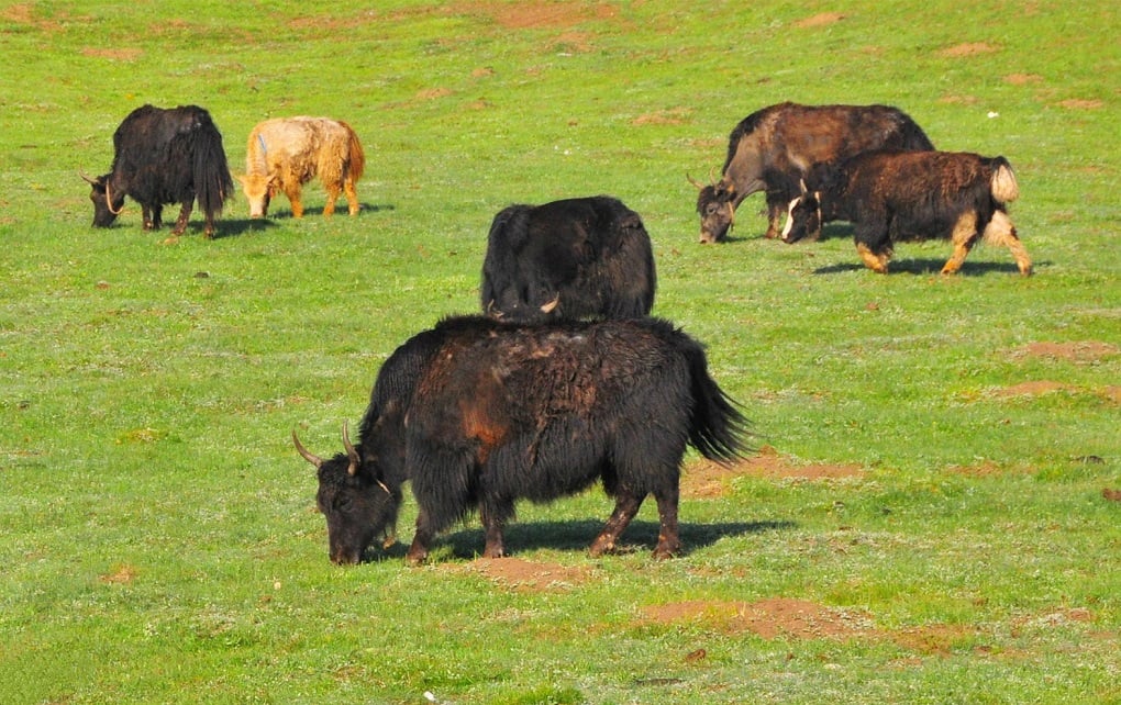 Yak grazing on Tibetan grassland