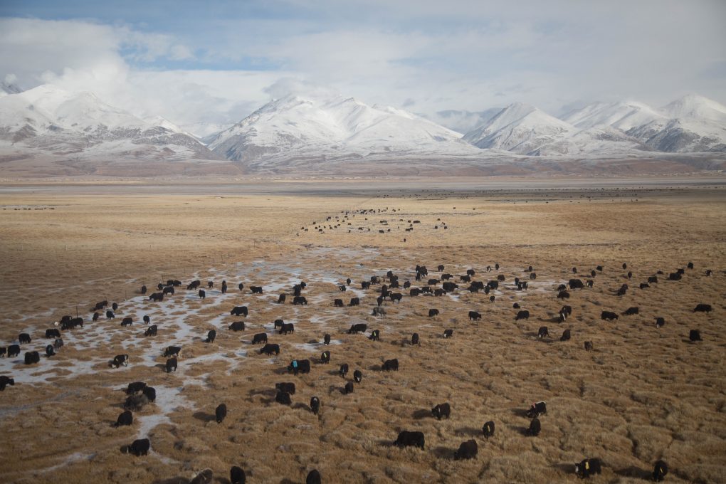 Yaks migrating to the Tibetan Plateau