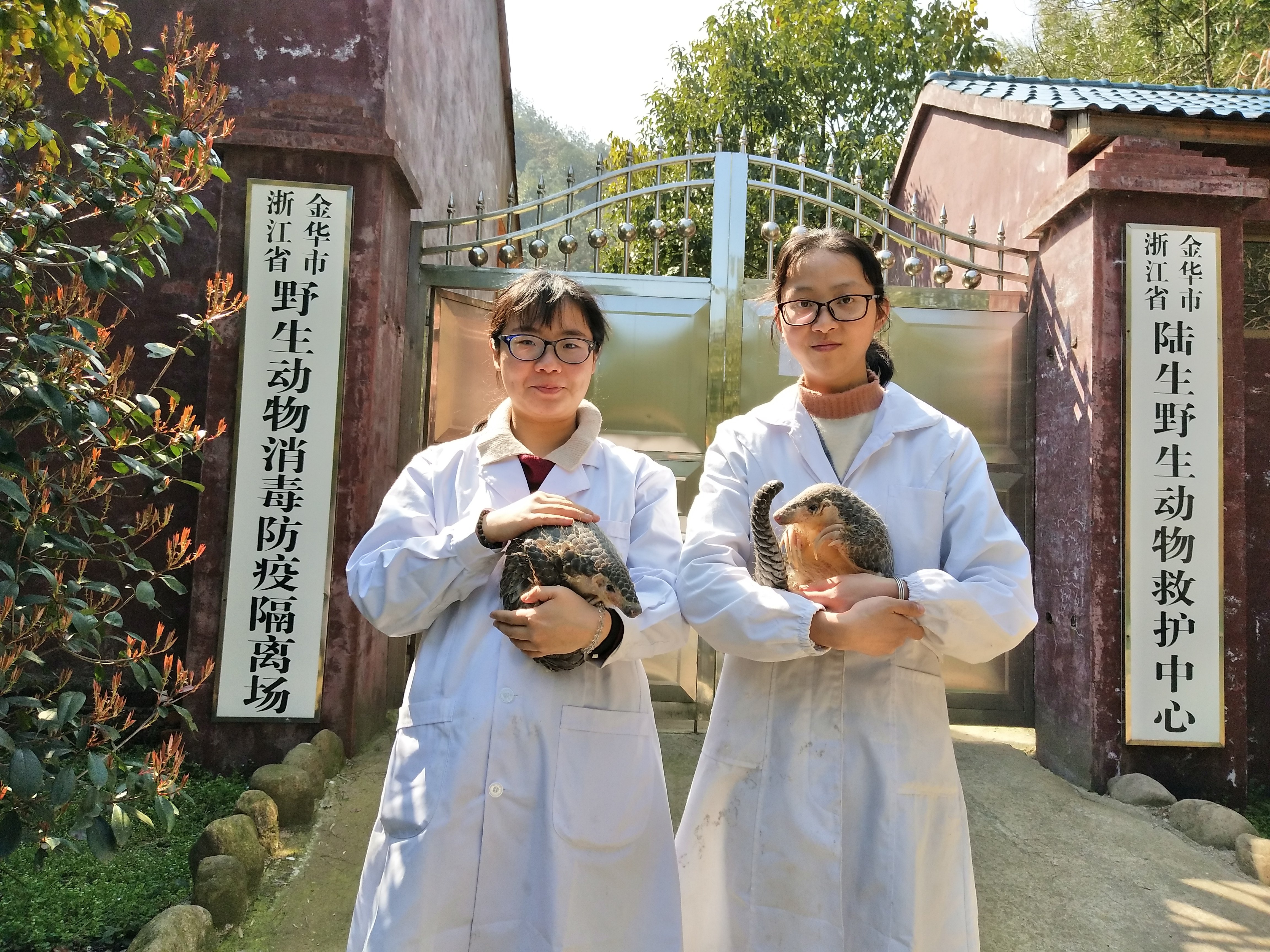 Xiao Chen (left) and her colleague in Jinhua Wildlife Rescue Centre along with two rescued Chinese pangolins Rou Rou and Tuan Tuan on March 5, 2018 [image courtesy: Jinhua Wildlife Rescue Centre]
