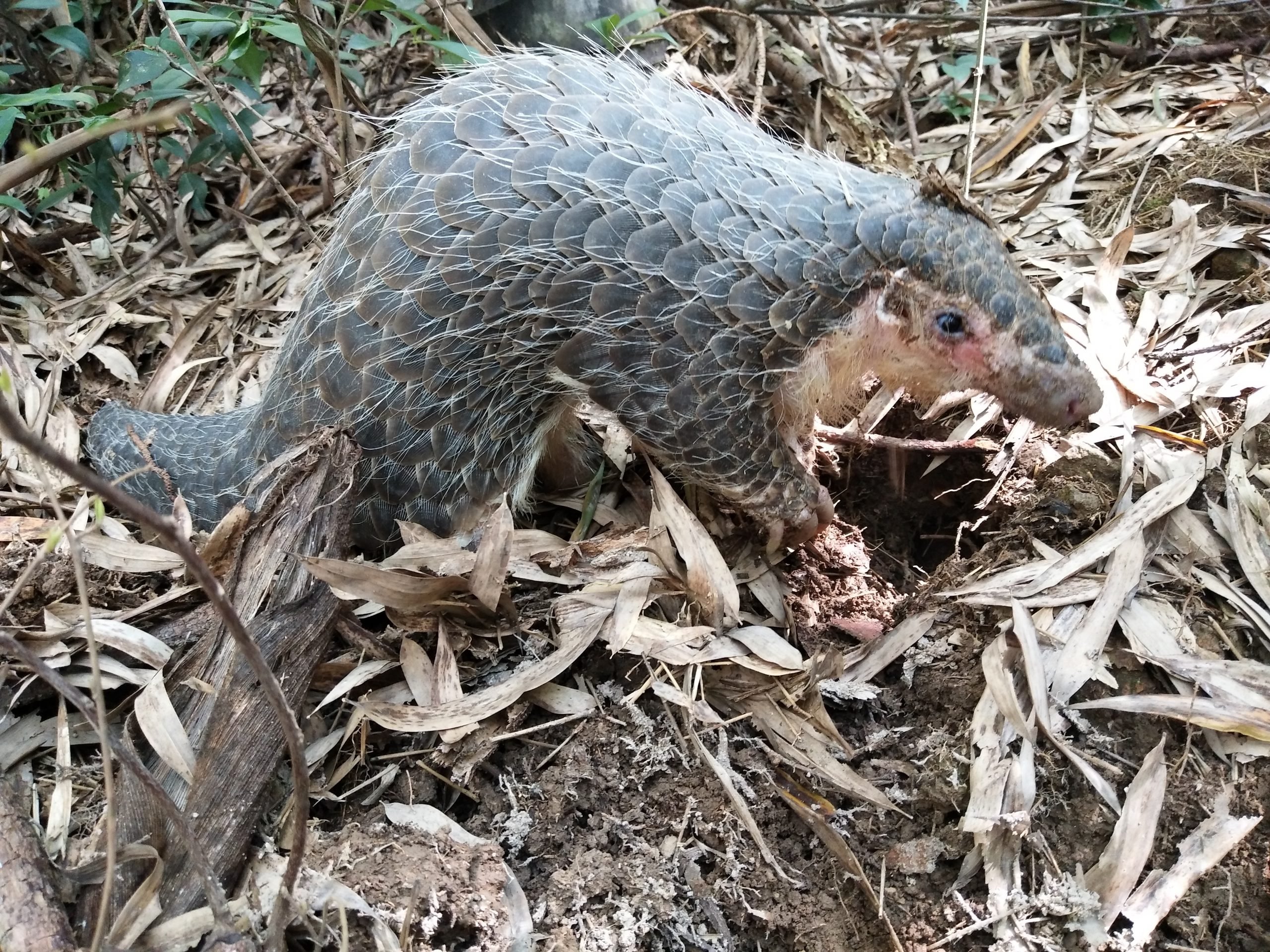 <p>Pangolins are the most trafficked creatures in the world, valued for their meat and their supposed medical properties [image by: Wang Yan]</p>