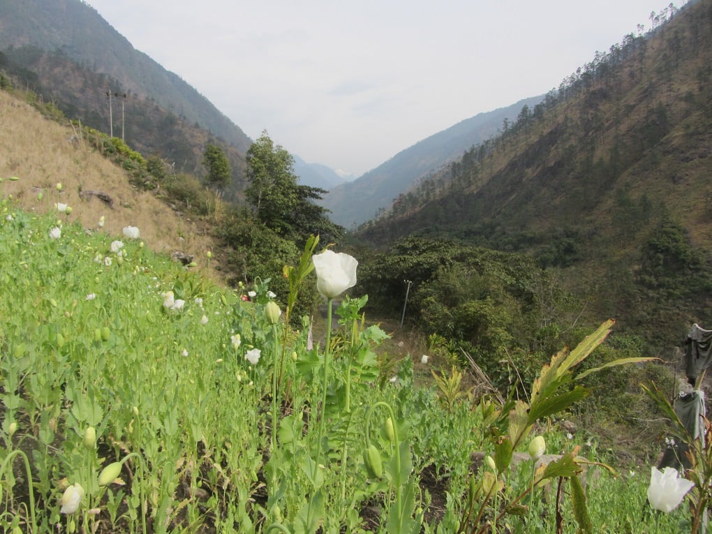 field of opium near motorable roads in Anjaw district of Arunachal Pradesh