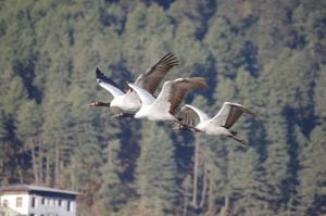 <p>Black necked cranes arrive in Phobjikha valley in central Bhutan [image courtesy: Royal Society for Protection of Nature]</p>
