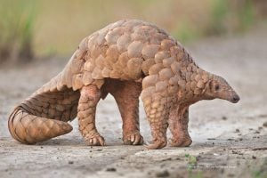 <p>The Indian pangolin is slowly disappearing from Pakistan [image by: Ansar Khan / Life Line for Nature Society]</p>