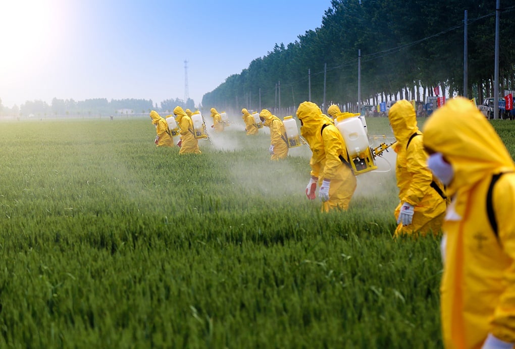 Farmers wearing protective clothing spraying pesticides in a wheat field