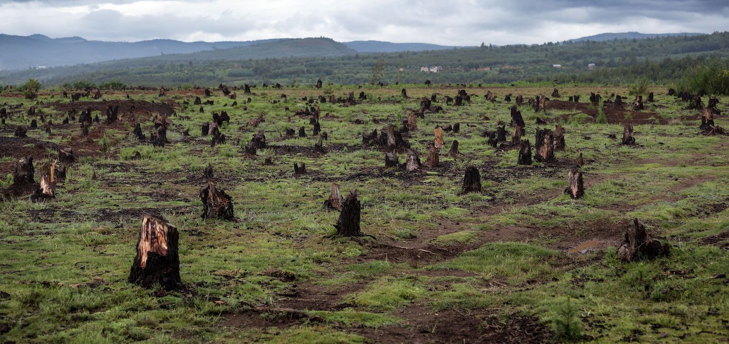 <p>Stumps on the valley caused by deforestation and slash and burn type of agriculture, Madagascar[image by: Dudarev Mikhail / Shutterstock.com]</p>