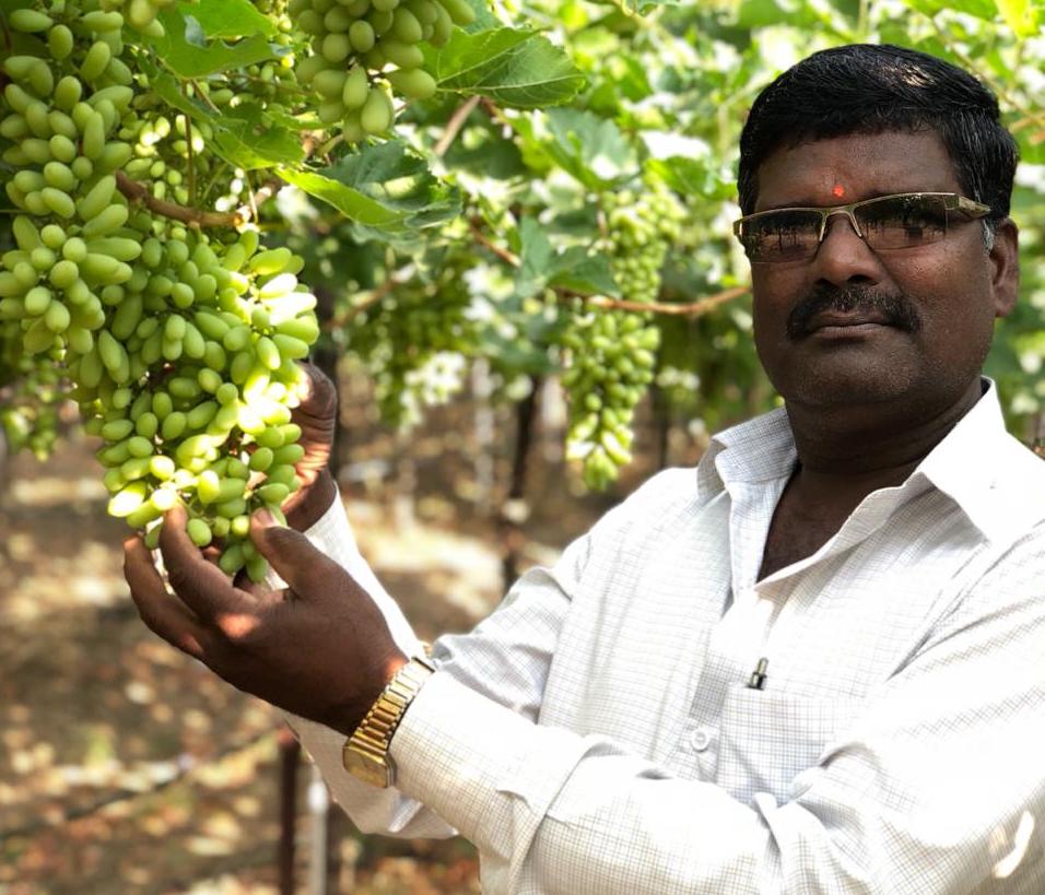 Kadwanchi Sarpanch Chandrakar Shivaji Kshirsagar with the product of his own vineyard in the middle of drought-hit Marathwada (photo courtesy C.S. Kshirsagar)v