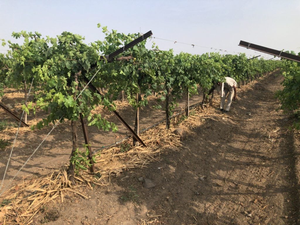 A Kadwanchi vineyard being watered through drip irrigation and with the roots covered by straw to minimise evaporation (photo by Joydeep Gupta)