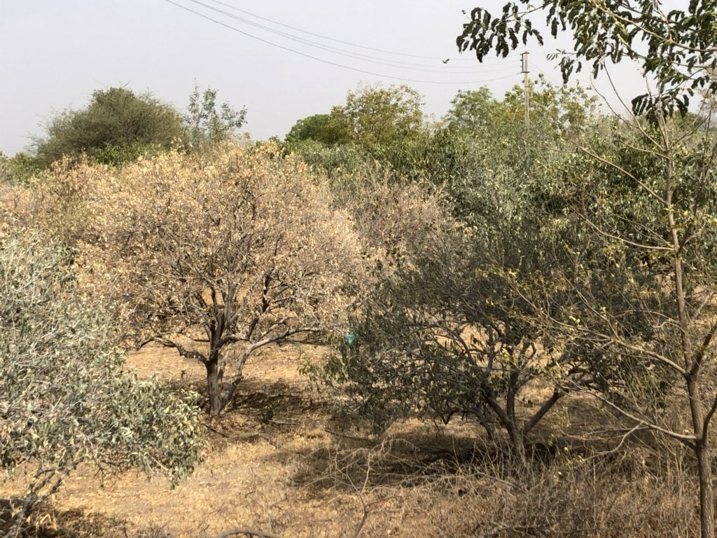 Near Beed in Marathwada, a sweet lime (mausambi) orchard drying and almost dead due to the heat and lack of water (photo by Joydeep Gupta)