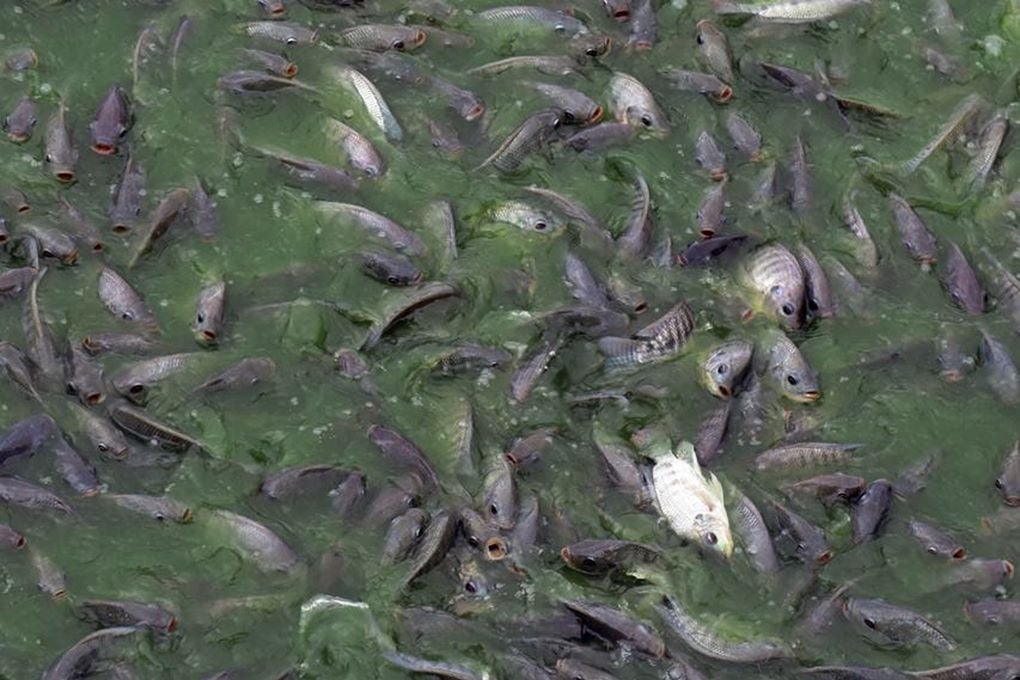 <p>Tilapia in an intensive monoculture pond in an eastern Bangladesh wetland. Conversion of wetlands and homestead ponds into intensive fish-farms is responsible for the loss of fisheries biodiversity [image by: Mohammad Arju]</p>