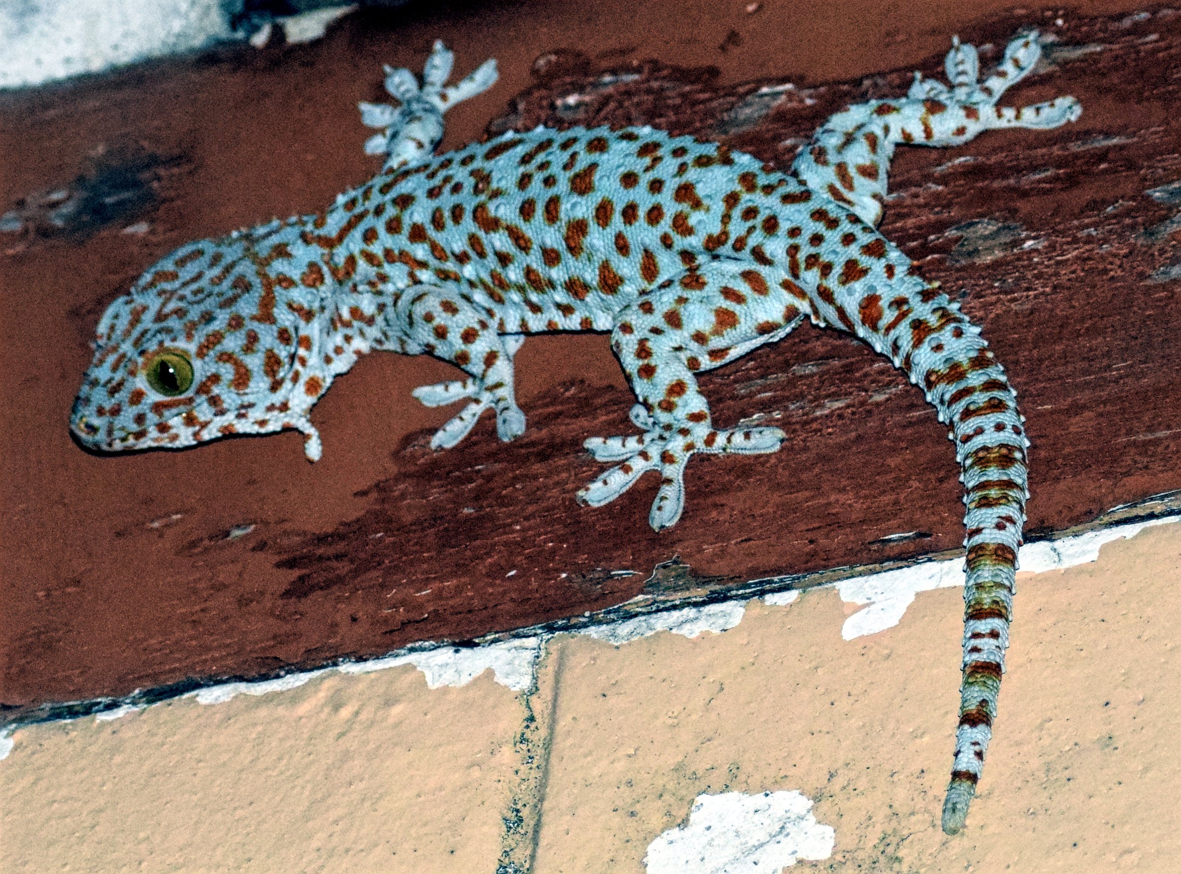 <p>Tokay gecko [image by: PumpkinSky/Wikipedia]</p>