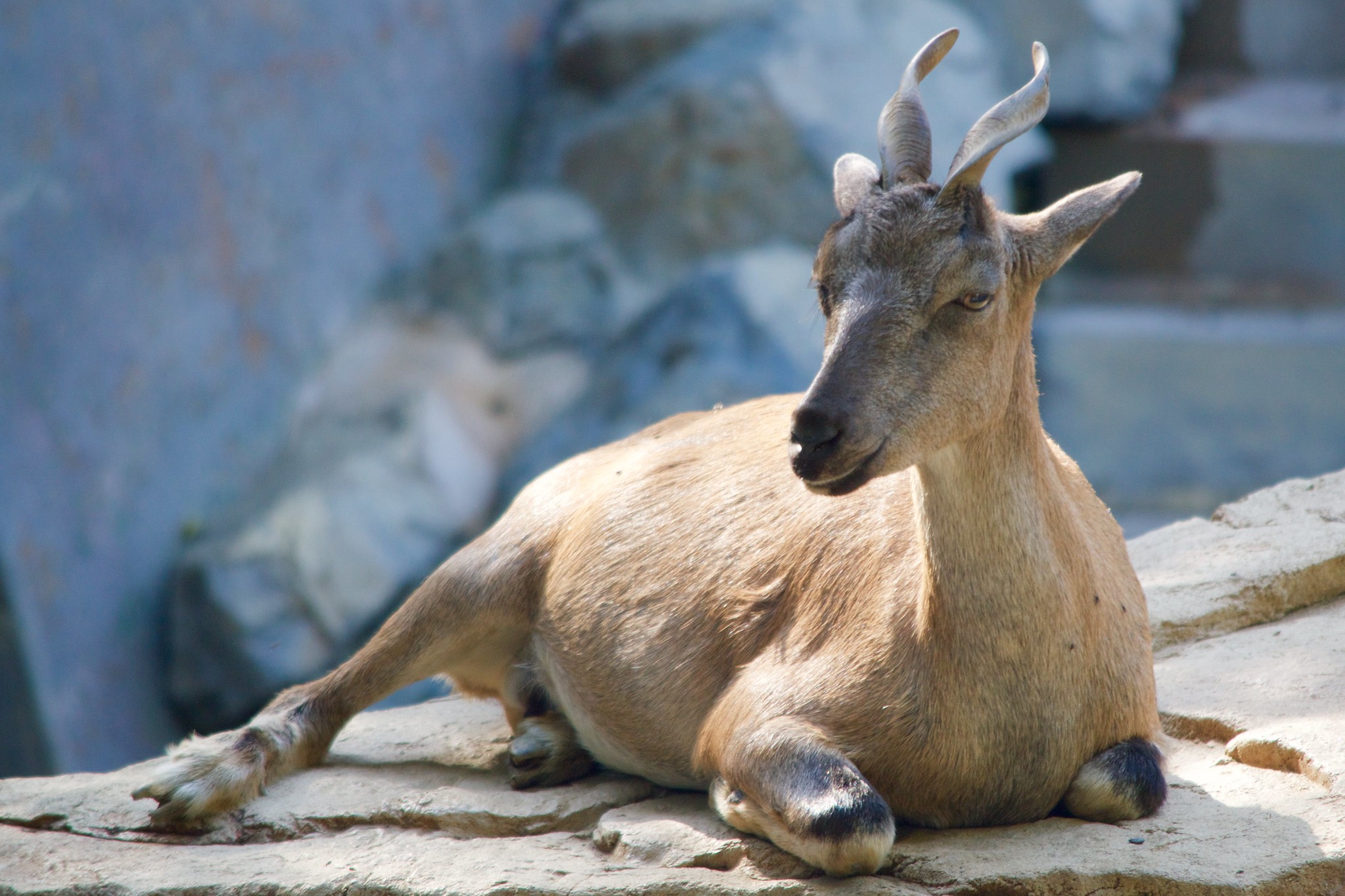 <p>The markhor, with its typical screwhorns, is Pakistan&#8217;s national animal. Image source: Bill Abbott</p>