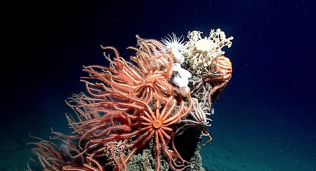 Star fish rest on coral in deep sea