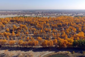 afforestation in China