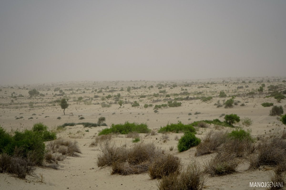 The destructive 'greening' of the Thar desert in India | The Third Pole