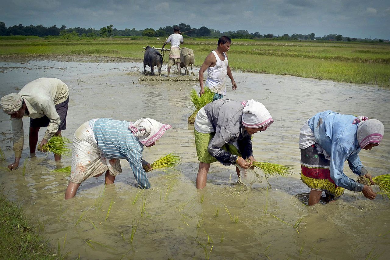 <p>Women work in paddy fields in Assam after monsoon flood waters. Image source: Diganta Talukdar</p>