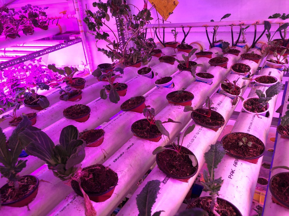 vertical farm growing under LED
