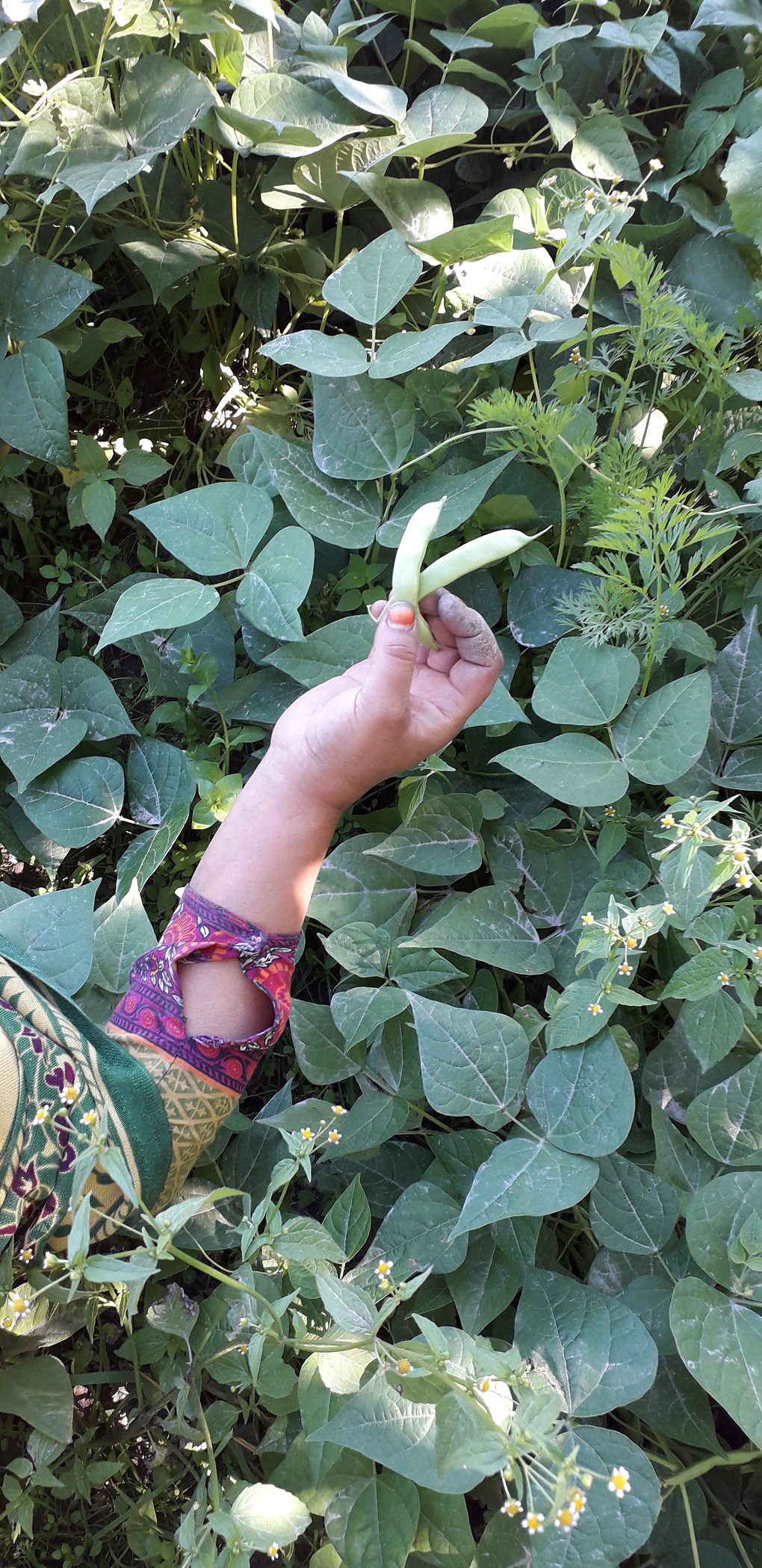 woman holds green beans in her hand 