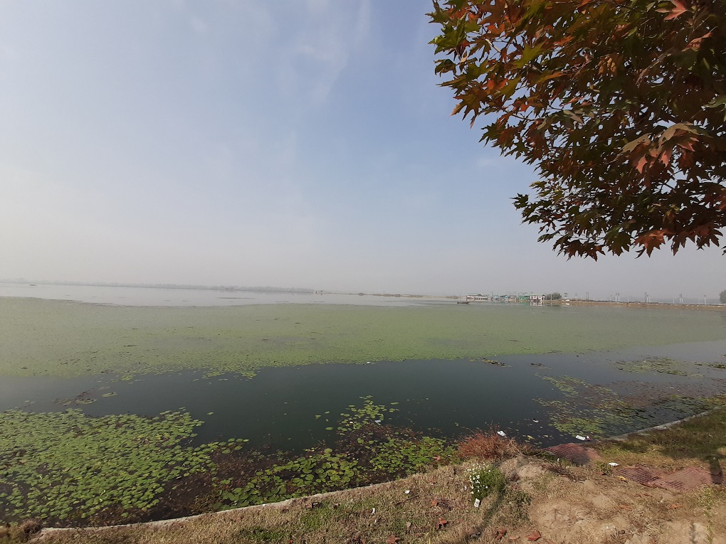 A thick spread of algae lies over the Dal Lake [image by: Faisal Bhat]