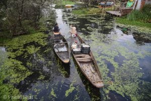<p>Srinagar&#8217;s iconic Dal Lake has been suffering from neglect for decades, despite many interventions [image by: Faisal Bhat]</p>
