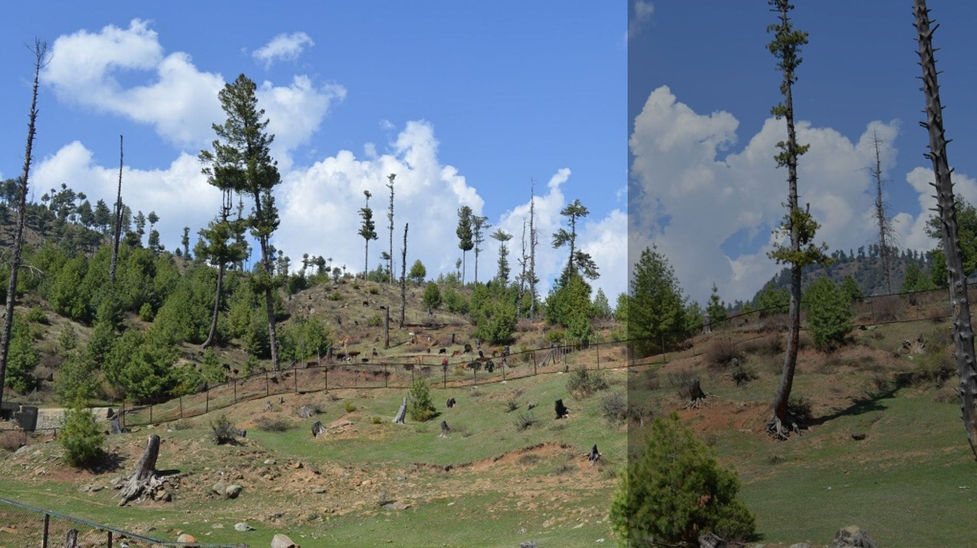 Part of a degraded forest in north Kashmir's Bandipora district (Photo --- Athar Parvaiz)