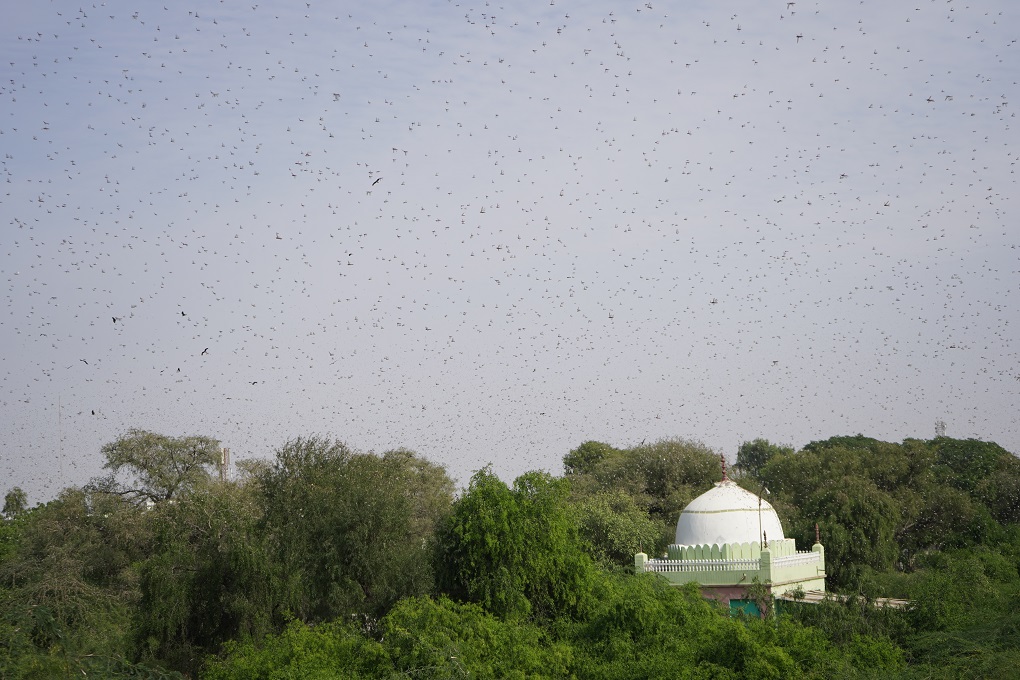 Hordes of locusts have darkened the skies in Sindh [image by: Manoj Genani]