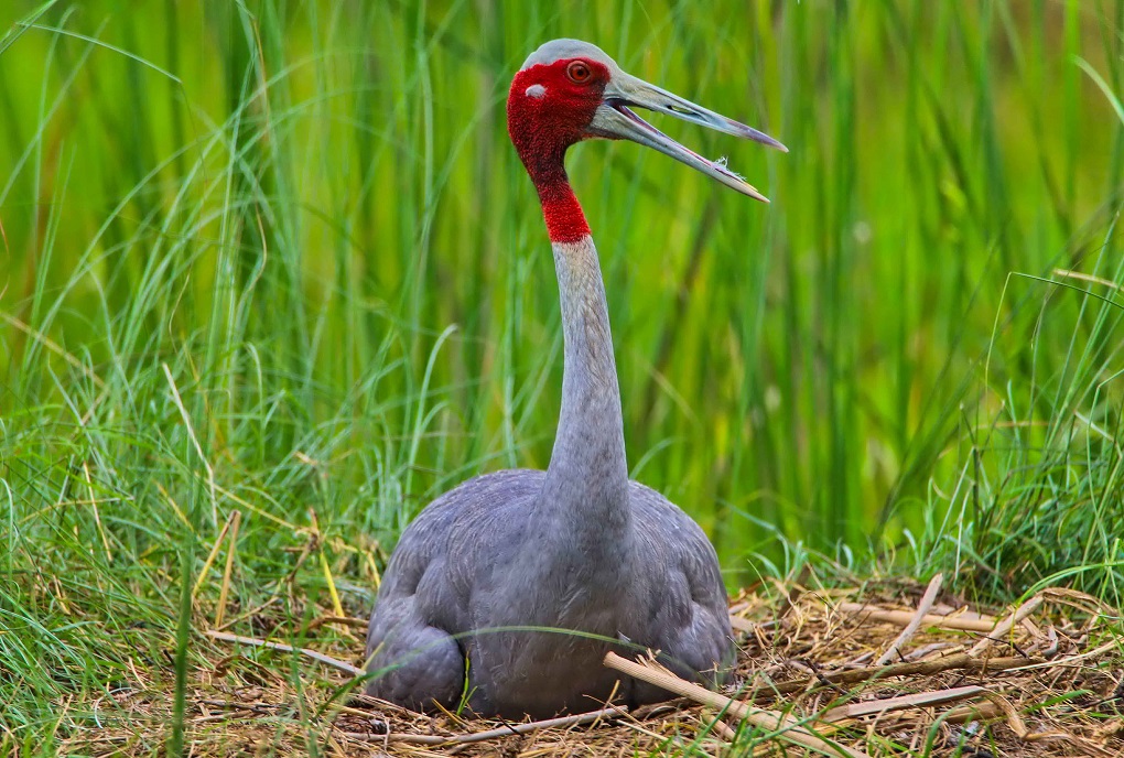A Sarus crane nesting over its egg [image by: Manoj Paudel]