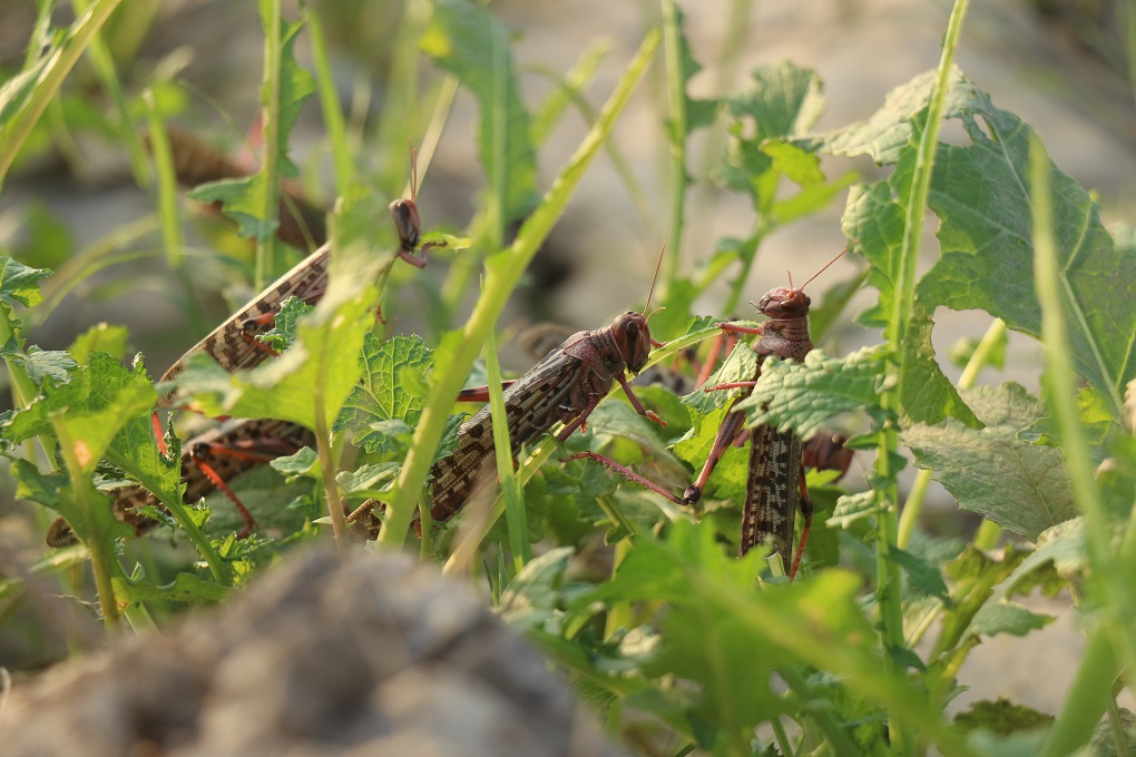 Weather conditions extended the breeding time for locusts, allowing for three generations [image by: Manoj Genani]