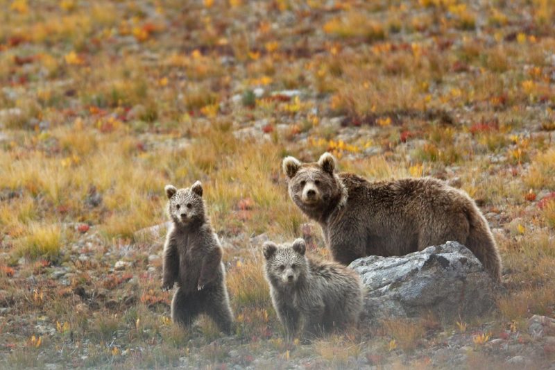 mother brown bear and her two cubs in Deosair