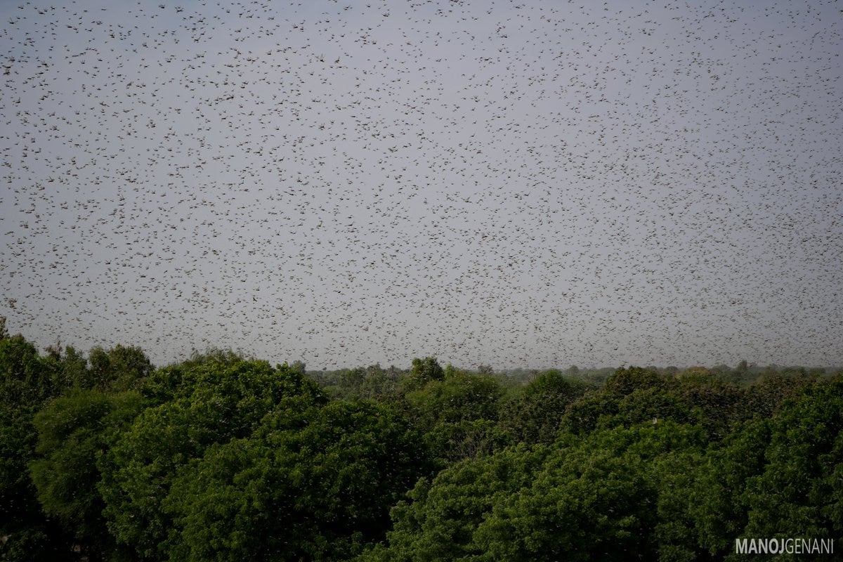 <p>Hordes of locusts have darkened the skies in Sindh [image by: Manoj Genani]</p>