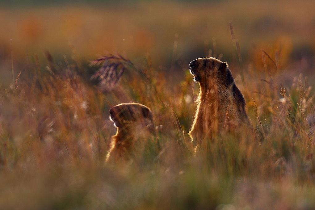 two marmot peering through the grassland in Deosai