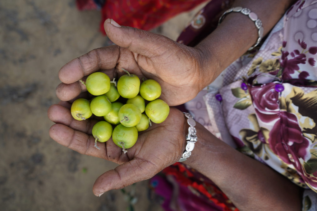 <p>An old woman holds the fruit of the initiative in her hands [image by: Manoj Genani]</p>