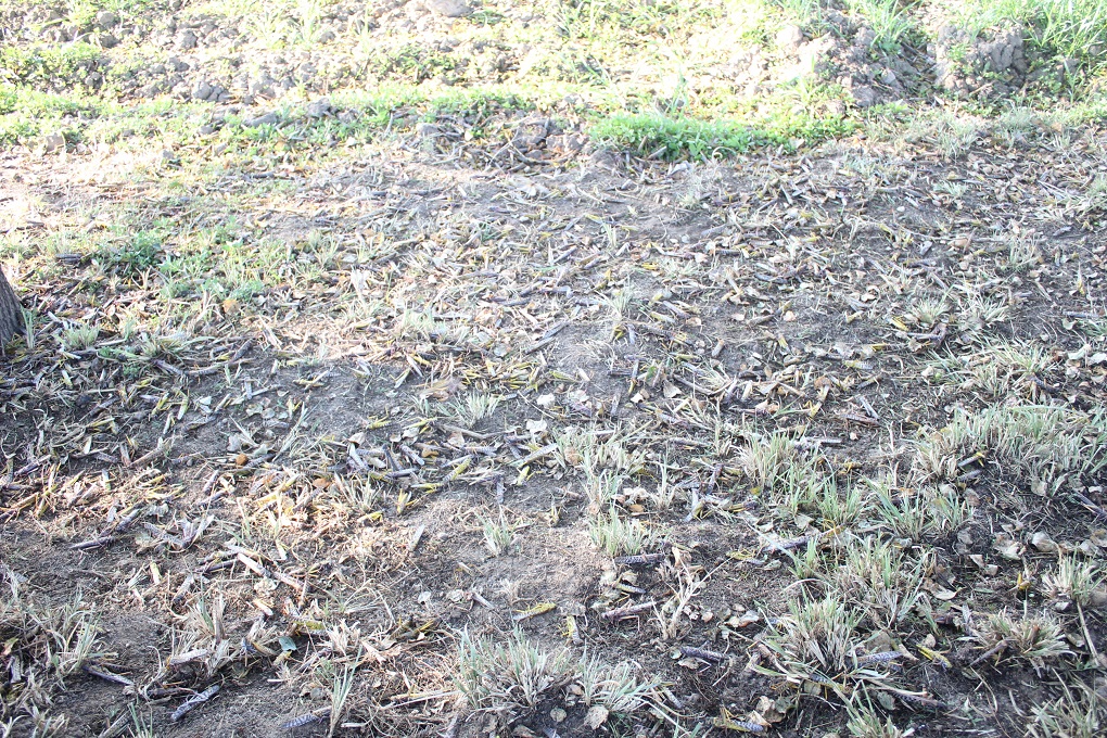 Dead locust across farmland after government spray drives