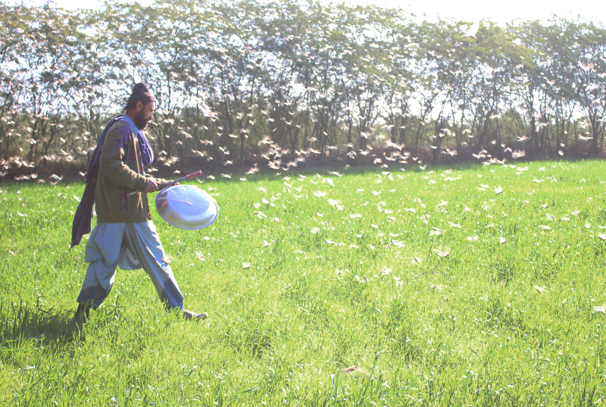 A farmer creates noise using pots and pans to 'scare off' locusts swarms [image by: Sirajuddin]