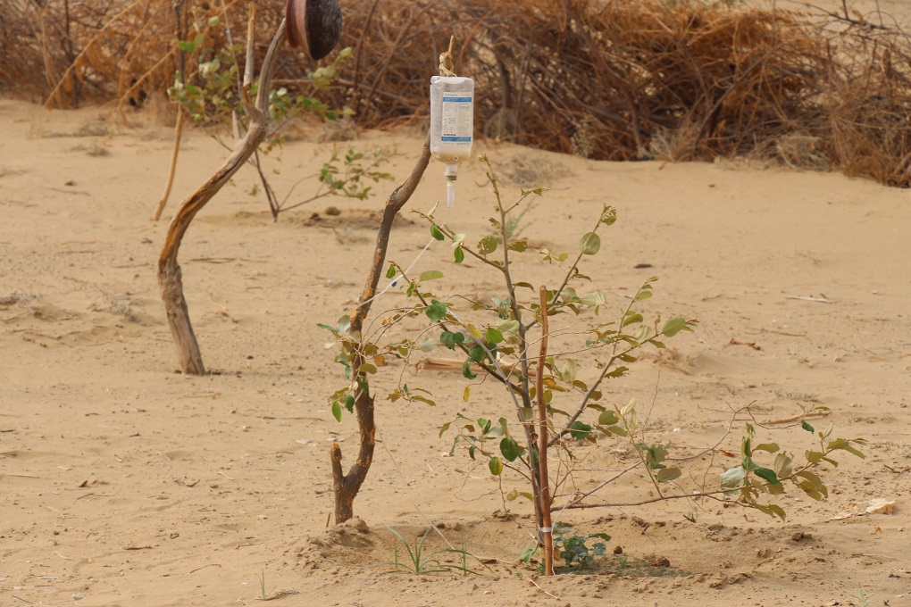 Used drips from hospitals were cleaned and adapted to create a form of drip irrigation [image by: Manoj Genani]
