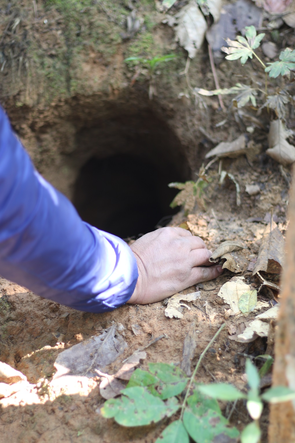 pangolin burrows which are used to detect presence of the shy mammal