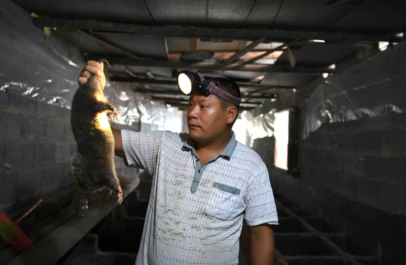 man holding bamboo rat for wham bushiest wildlife market